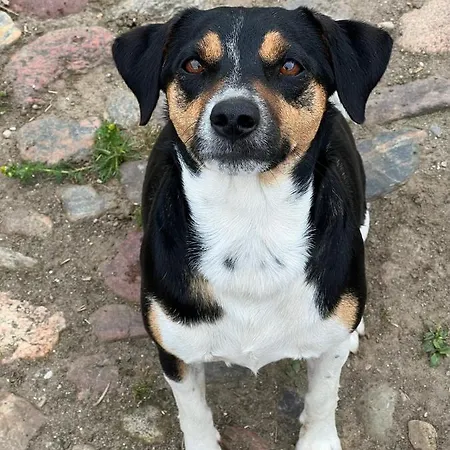 Apartamento Karensminde Jelling